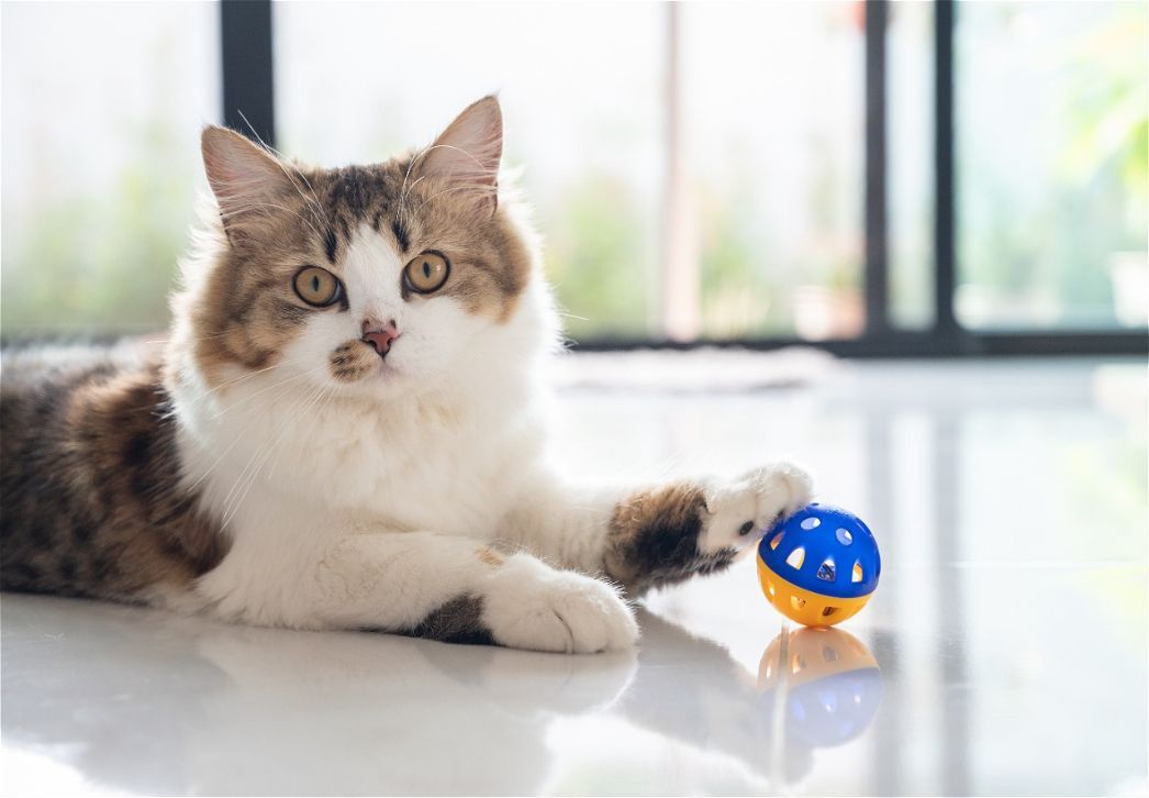 Fluffy cat with brown and white fur paws at a blue and yellow ball on a shiny floor.