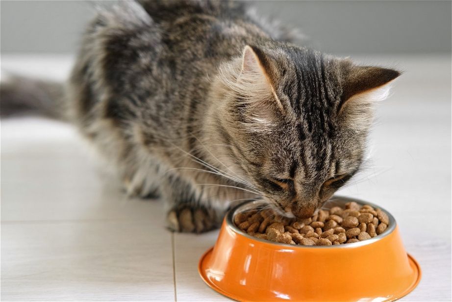 Cat eating from an orange bowl of dry food, indoors.