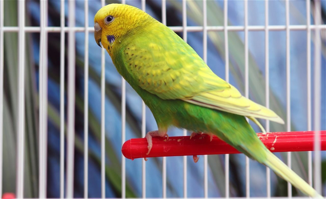 Green and yellow budgie perched on a red stick inside a white cage.