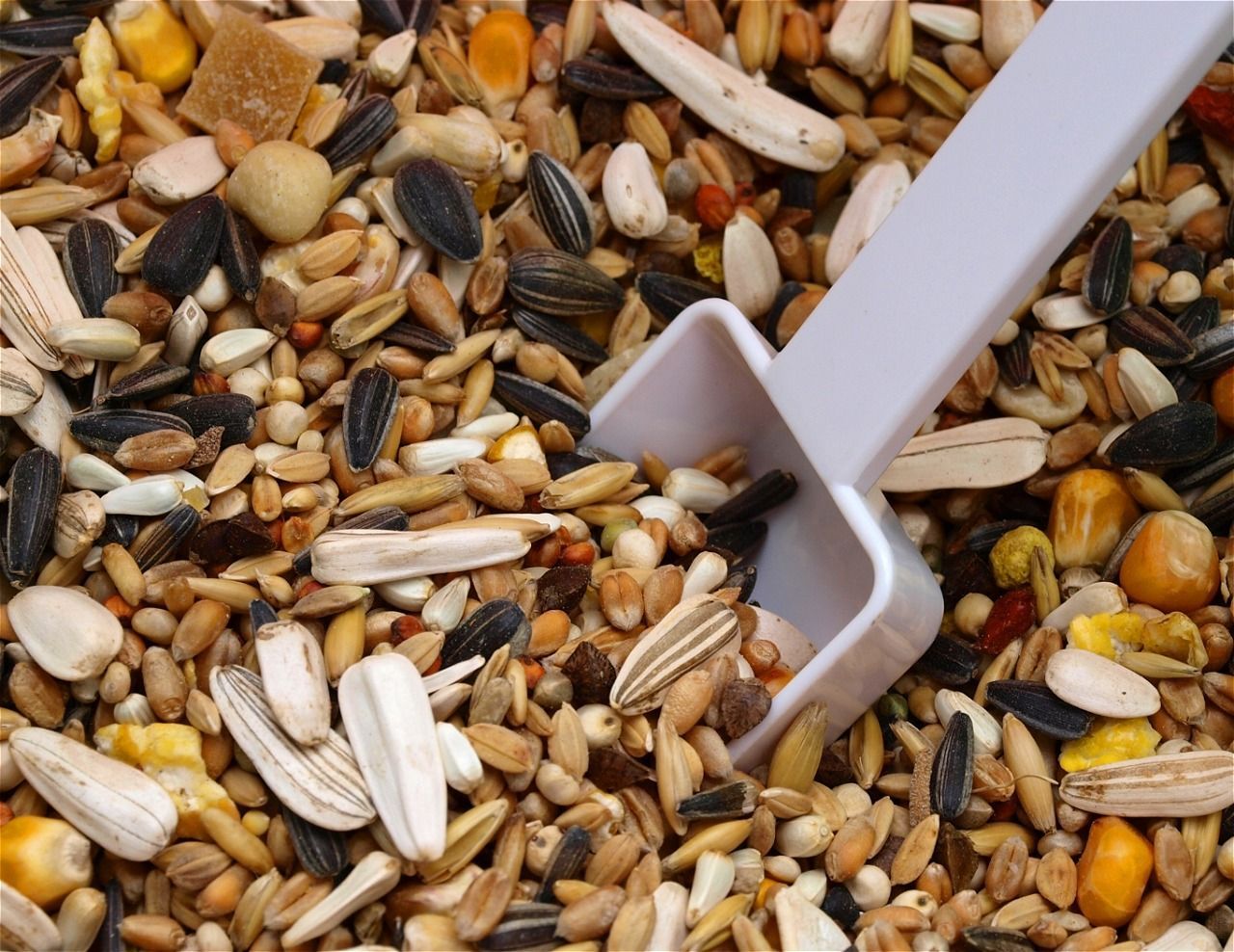 Birdseed mix with a white scoop.