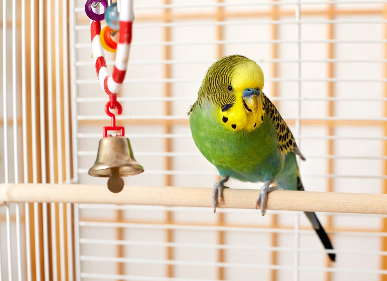 Green and yellow parakeet perches on a wooden dowel in a cage, next to a bell toy.