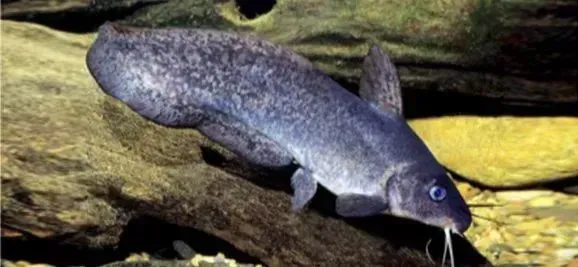 a gray fish with blue eyes is swimming in a tank .