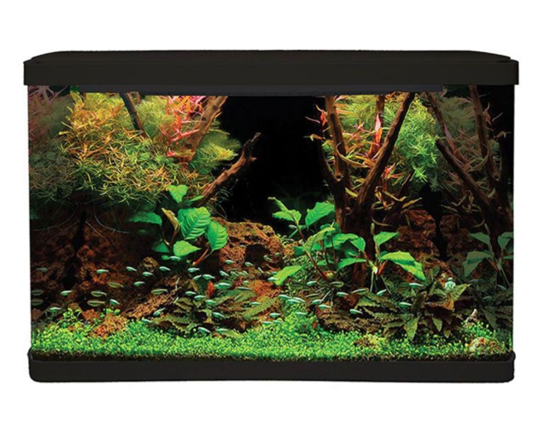 Fluffy cat with brown and white fur paws at a blue and yellow ball on a shiny floor.