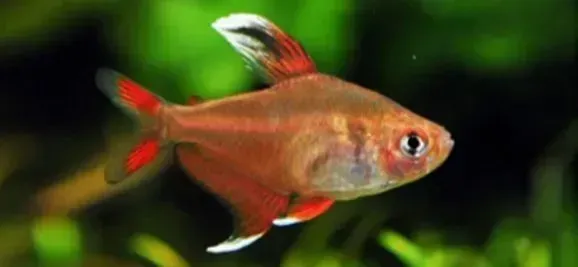 a red fish with a white tail is swimming in a tank .