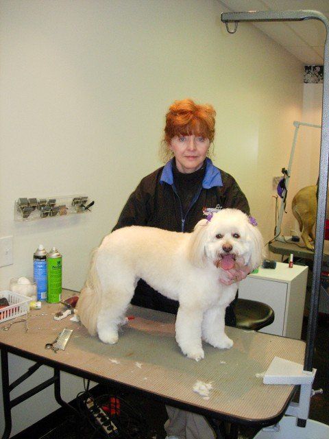 Dog groomed by Sheila