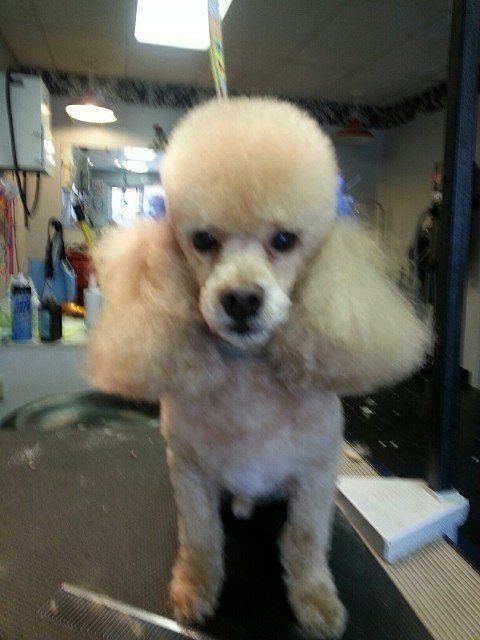 Dog groomed by Sheila