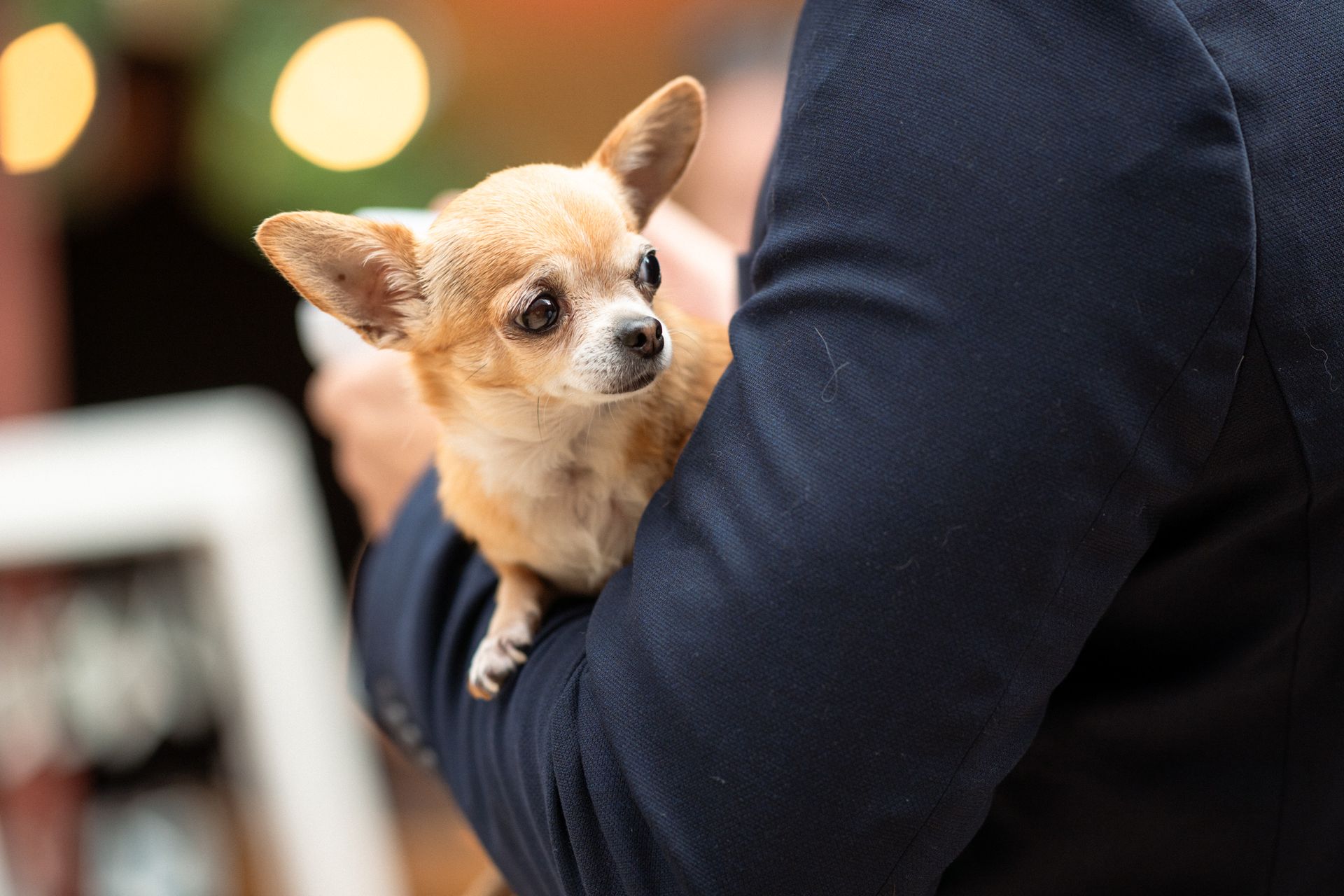 un adorable chien porté par son propriétaire lors d'un mariage au Domaine de Riodam