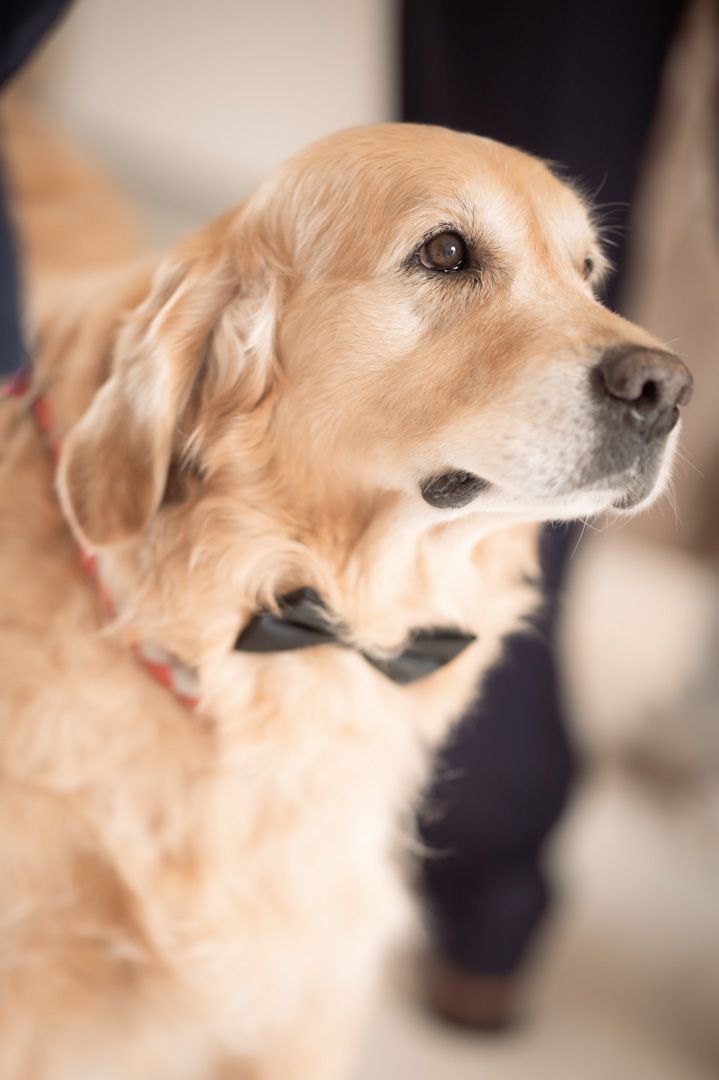 Dog in a bow tie at a wedding