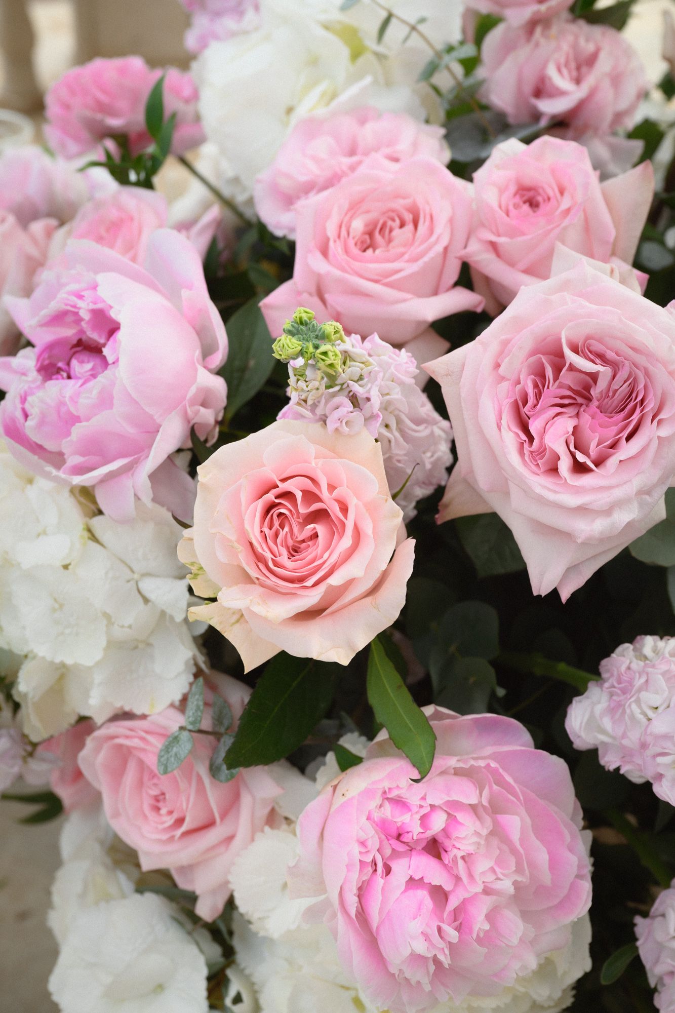 Close up of pink flowers at the Chevre d'Or