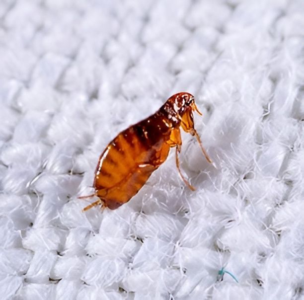 A Flea Is Crawling On A White Cloth — Local Pest Control Illawarra in Horsley, NSW