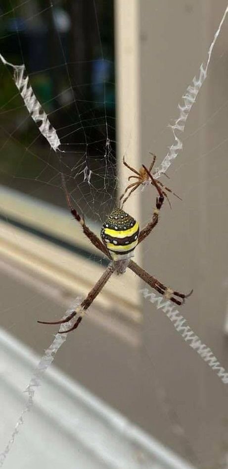 A Yellow And Black Spider Is Sitting On A Web Next To A Window — Local Pest Control Illawarra in Horsley, NSW
