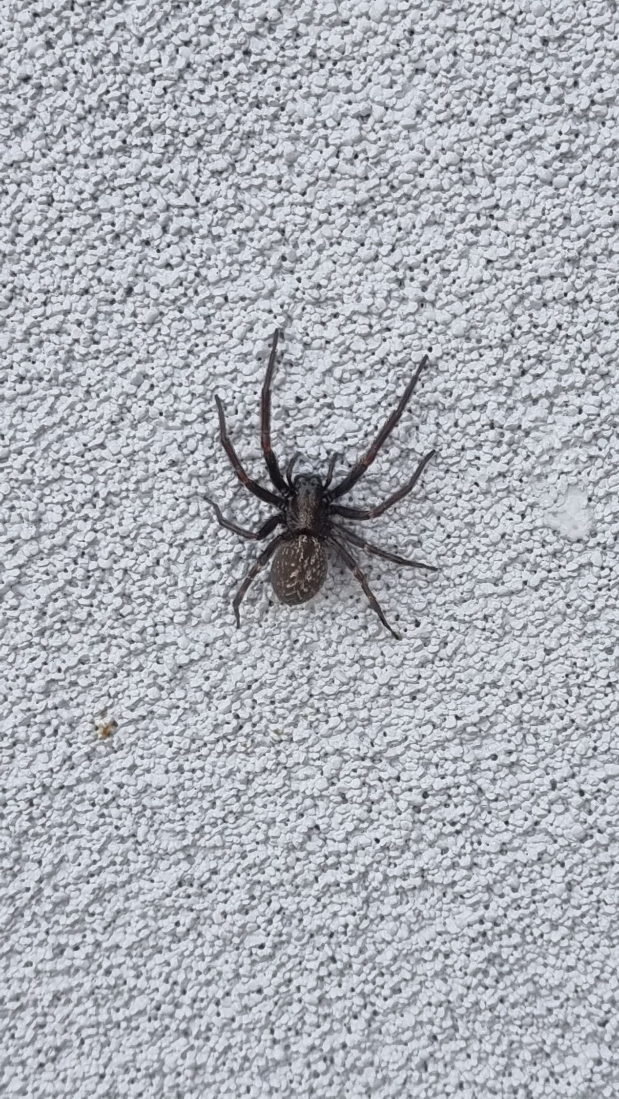 A Spider Is Sitting On A Screen Door Next To A Brick Wall — Local Pest Control Illawarra in Horsley, NSW