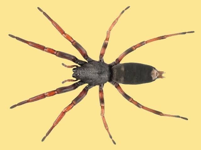 A Close Up Of A Spider On A Yellow Background — Local Pest Control Illawarra in Horsley, NSW
