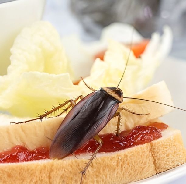 A Cockroach Is Sitting On A Piece Of Bread With Jam On It — Local Pest Control Illawarra in Horsley, NSW
