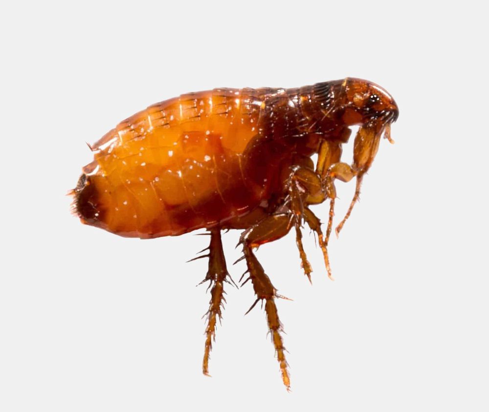 A Photo Of A Small Flea — Local Pest Control Illawarra in Horsley, NSW