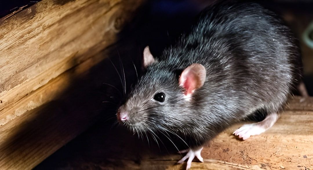 A Black Rat Is Standing On A Wooden Floor In A Dark Room — Local Pest Control Illawarra in Horsley, NSW