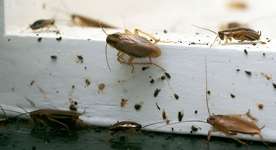 A Group Of Cockroaches Are Crawling On A White Surface — Local Pest Control Illawarra in Horsley, NSW