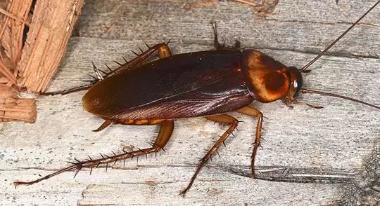 A Cockroach Is Crawling On A Piece Of Wood — Local Pest Control Illawarra in Horsley, NSW