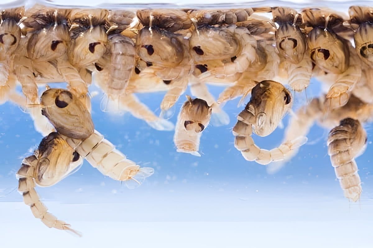 A Group Of Mosquito Larvae Are Swimming In A Tank Of Water — Local Pest Control Illawarra in Horsley, NSW
