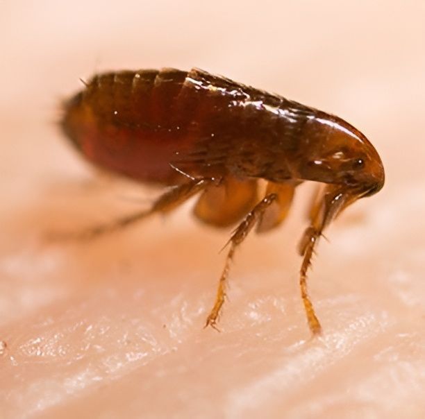 A Flea On A Person's Skin — Local Pest Control Illawarra in Horsley, NSW