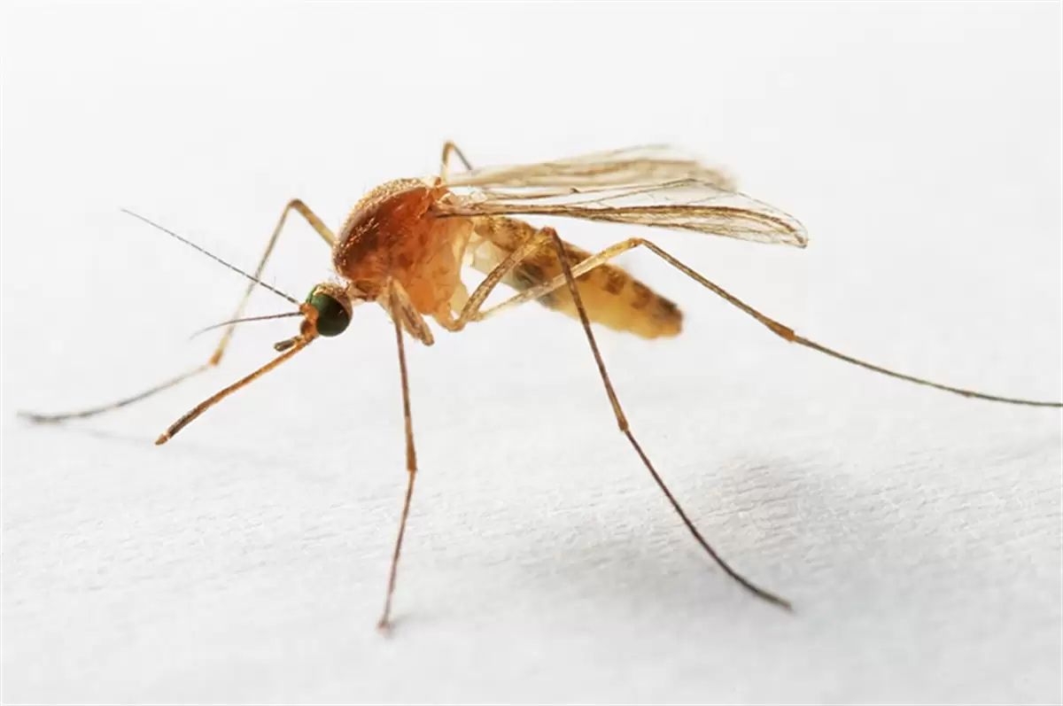 A Mosquito On A White Surface — Local Pest Control Illawarra in Horsley, NSW