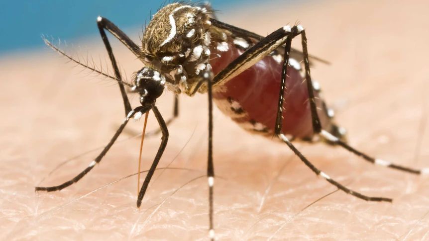 A Mosquito On A Person's Skin — Local Pest Control Illawarra in Horsley, NSW