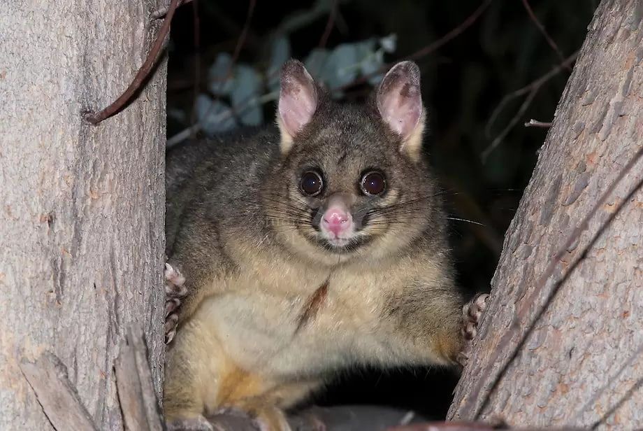 A Small Animal Is Sitting In The Branches Of A Tree — Local Pest Control Illawarra in Horsley, NSW