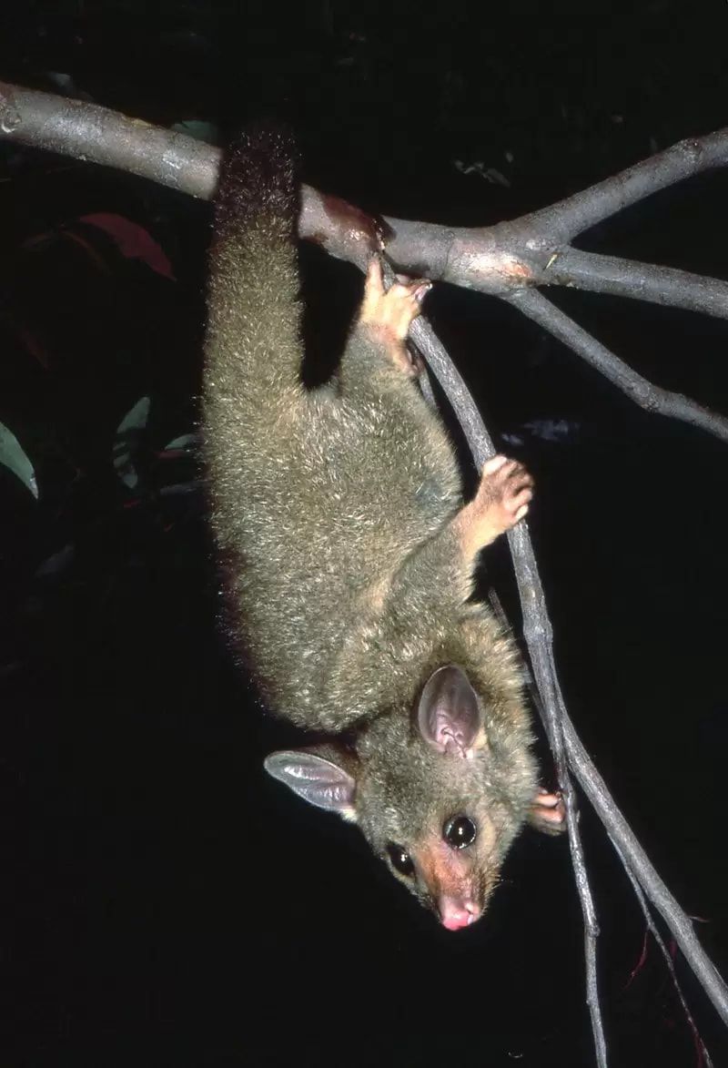 A Small Animal Is Hanging Upside Down From A Tree Branch — Local Pest Control Illawarra in Horsley, NSW