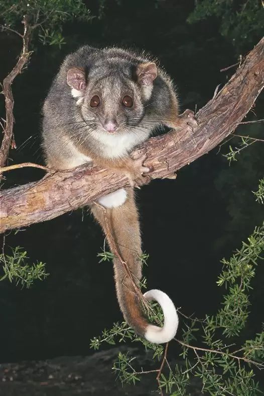 A Small Animal With A Long Tail Is Sitting On A Tree Branch — Local Pest Control Illawarra in Horsley, NSW