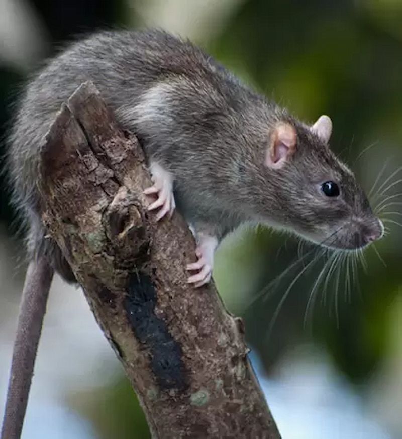 A Rat Is Sitting On A Tree Branch — Local Pest Control Illawarra in Horsley, NSW