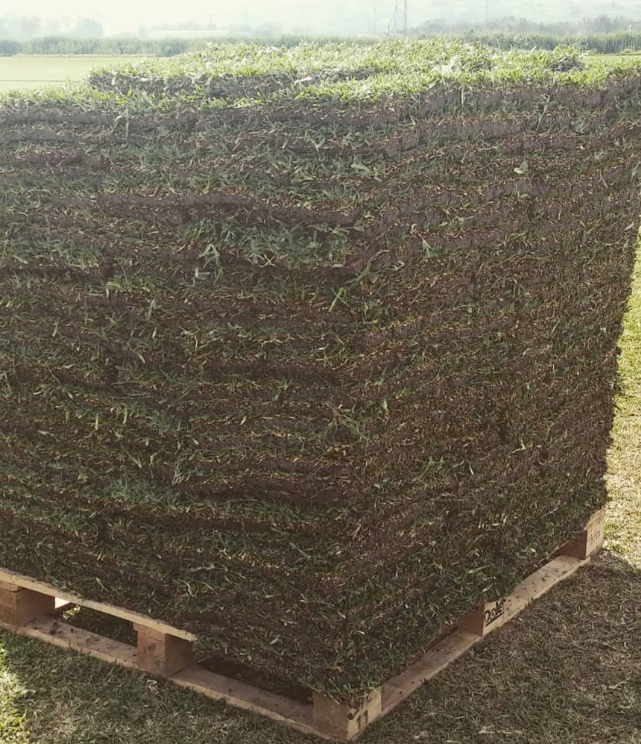 Pila di zolle erbose appena tagliate su un pallet di legno, all'aperto.