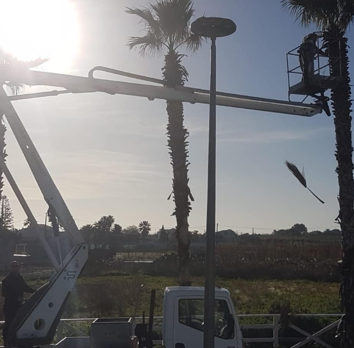 Operai a bordo di camion con cassone potano alte palme sotto un sole splendente.