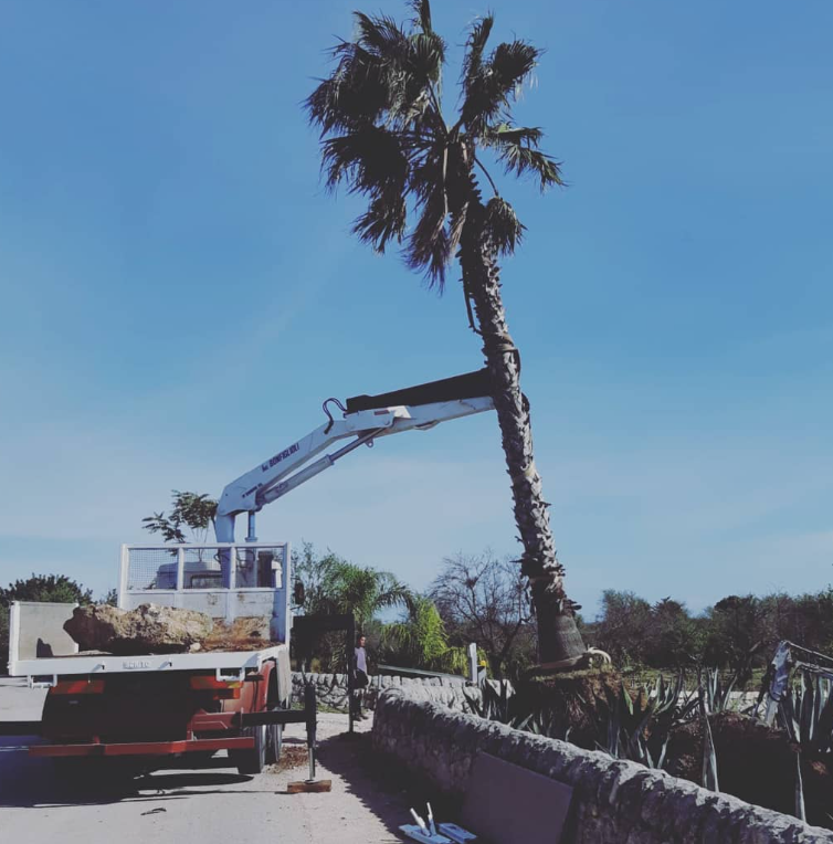 Gru che solleva una palma. Il cassone di un camion regge una grossa roccia. Giornata di sole, cielo azzurro.
