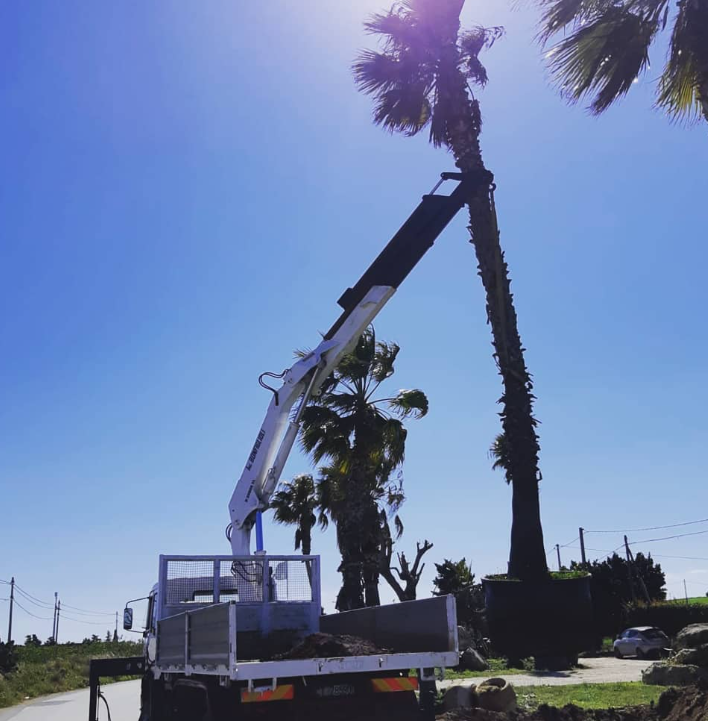 Un camion con una gru che pota un'alta palma sotto un cielo azzurro brillante.