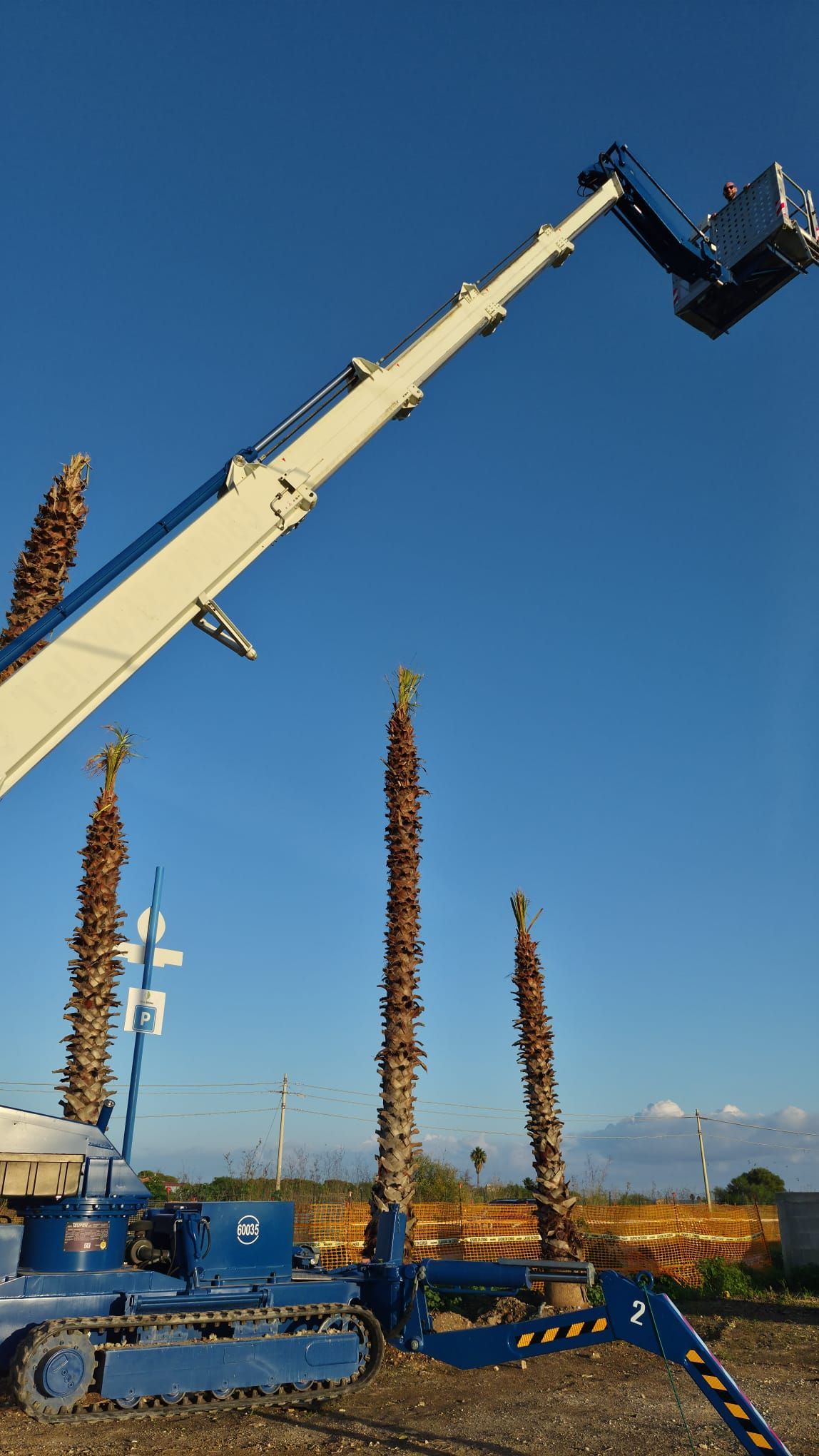 La gru blu pota le alte palme sotto un cielo terso e azzurro.