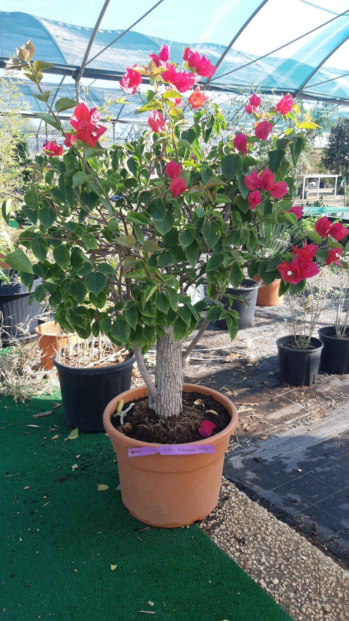 Pianta di bouganville in un vaso di terracotta con fiori rosa, all'aperto, in un vivaio.
