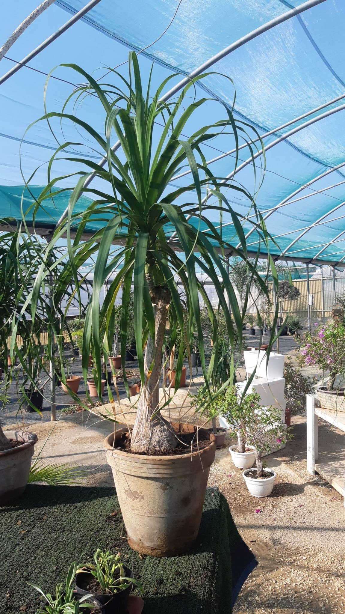 Una palma a coda di cavallo in vaso con lunghe foglie verdi, sotto una serra con tenda blu.