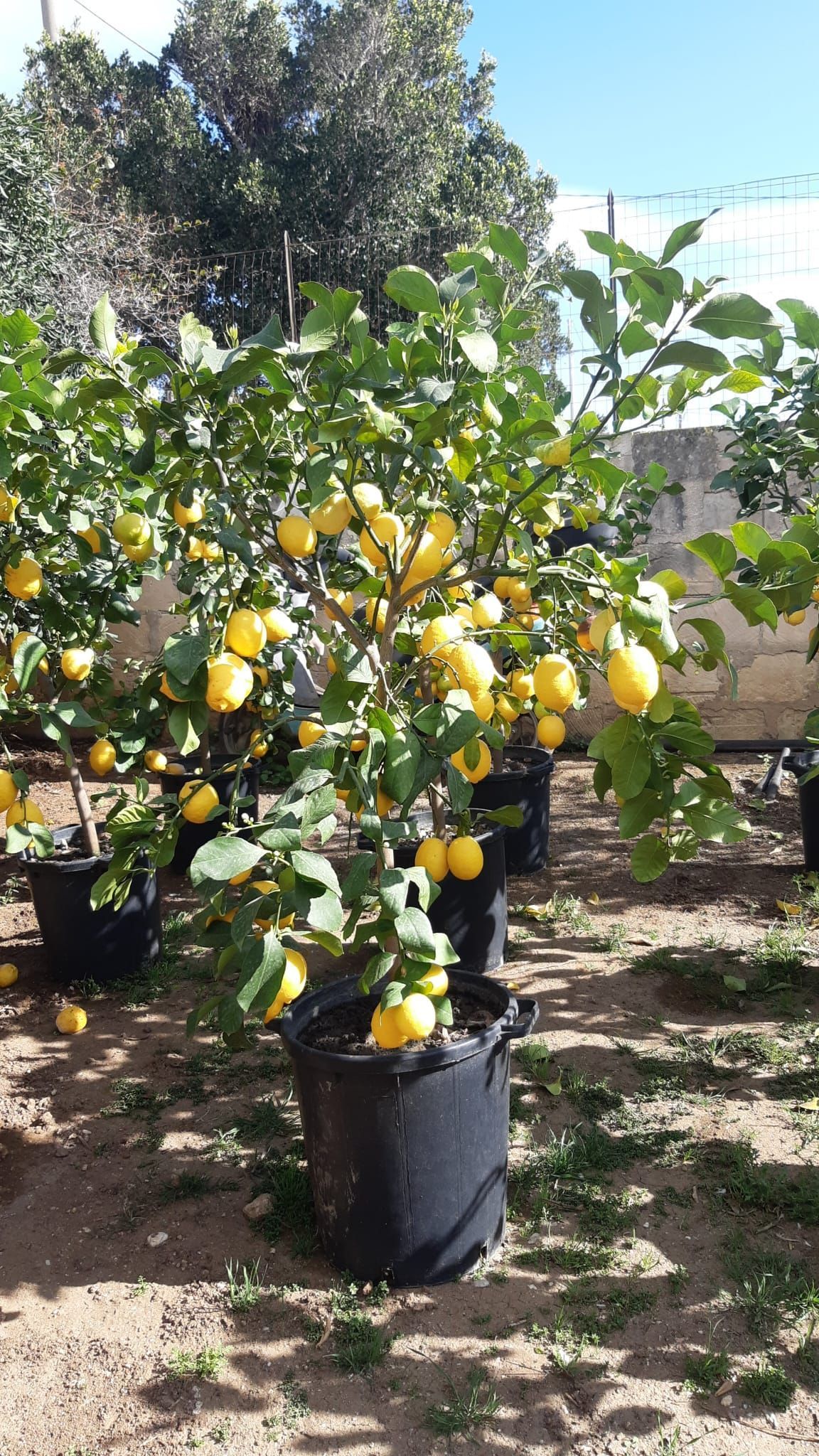 Albero di limoni in un vaso nero, carico di limoni gialli, all'aperto in una giornata di sole.