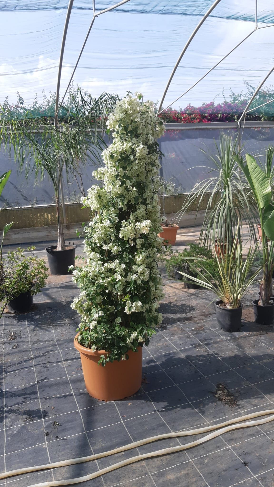 Alto arbusto variegato di verde e bianco, coltivato in vaso e potato a forma di colonna, in serra.