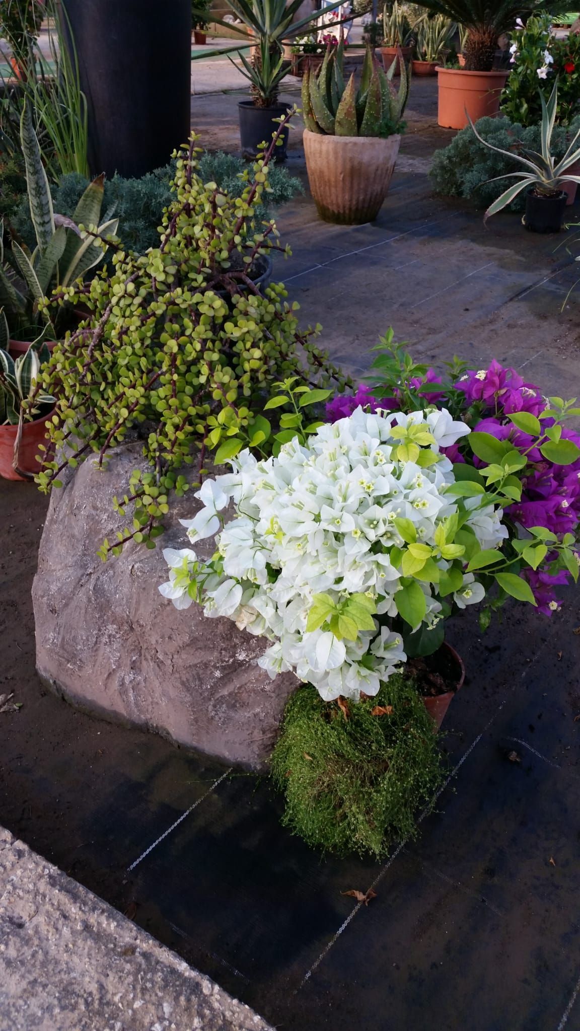 Varie piante fiorite, tra cui bouganville bianche e viola, sono disposte vicino a una grande roccia in un vivaio.