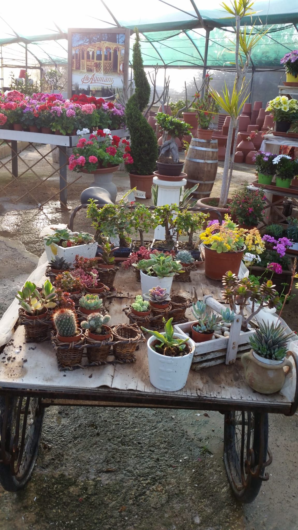 Un carrello pieno di varie piante in vaso in una serra soleggiata.