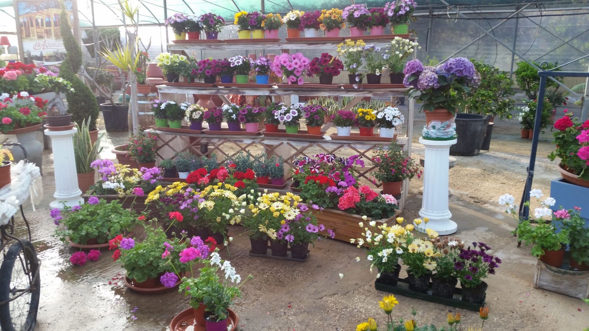 L'interno della serra è pieno di fiori colorati in vaso, esposti su mensole e a terra.
