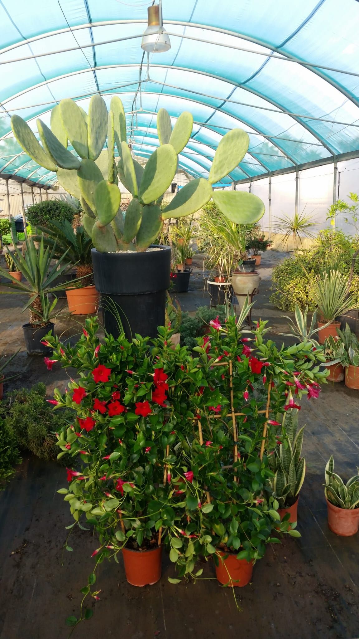 Serra con varie piante in vaso, tra cui un grande cactus e viticci dai fiori rossi.