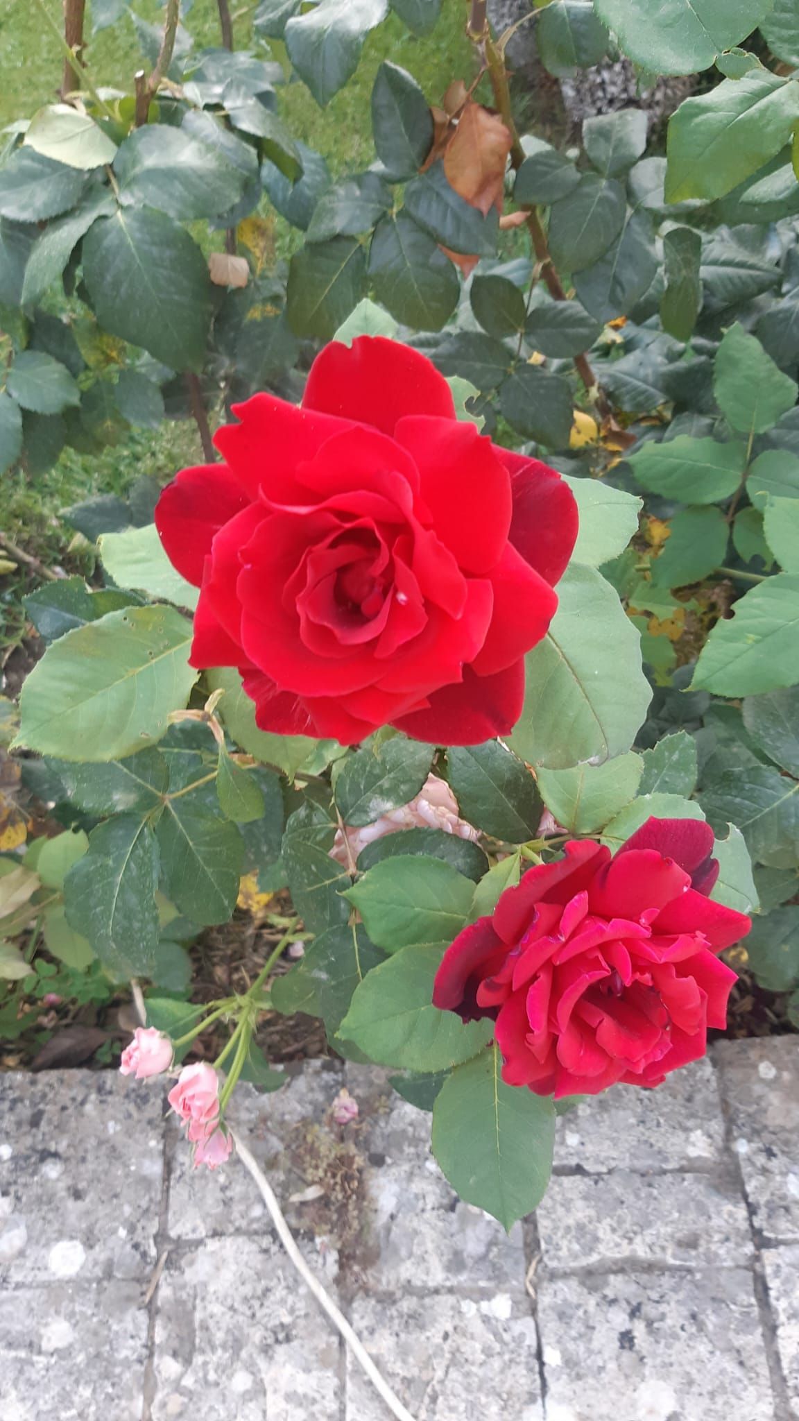 Due vivaci rose rosse in piena fioritura, circondate da foglie verdi, sullo sfondo di un sentiero in pietra.