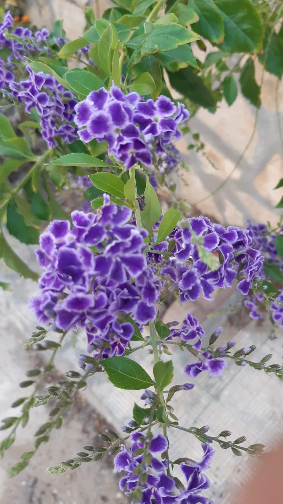 Grappoli di piccoli fiori viola con bordi bianchi su steli e foglie verdi.