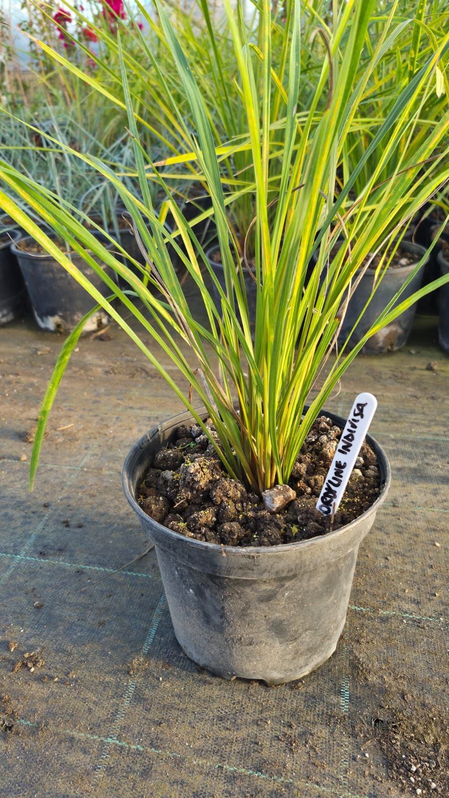 Pianta in vaso con foglie a strisce gialle e verdi, appoggiata su una superficie.