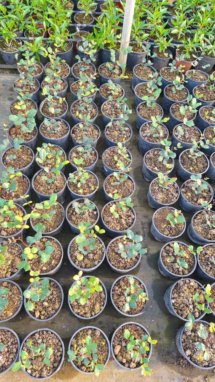 File di piccole piante in vaso con foglie verdi e gialle in una serra.