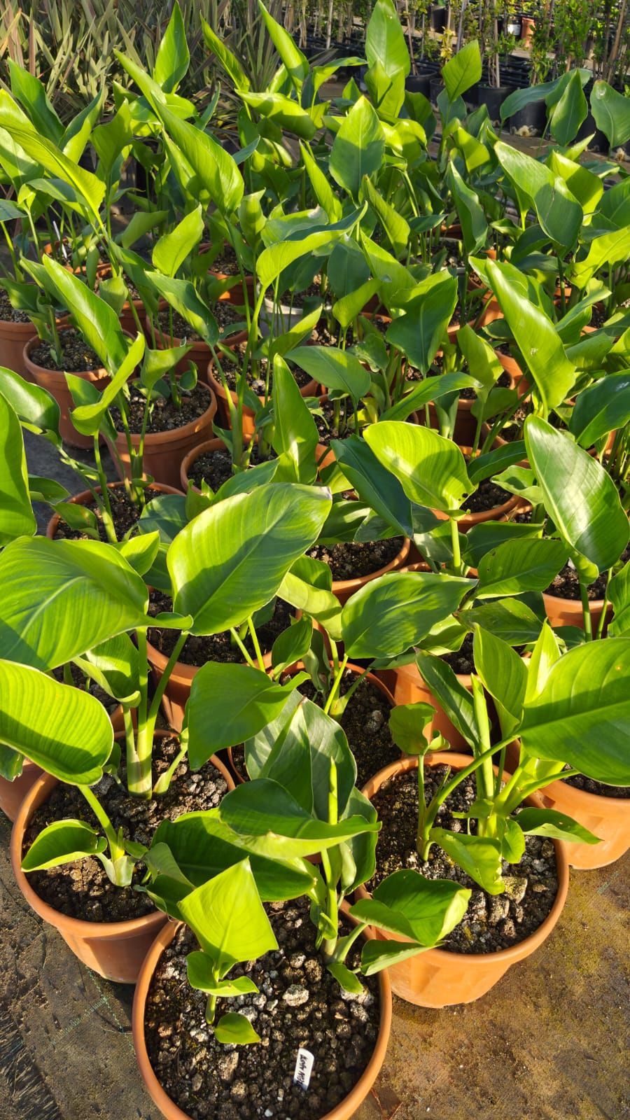 File di piante verdi in vaso con foglie lucide e oblunghe in un vivaio all'aperto.