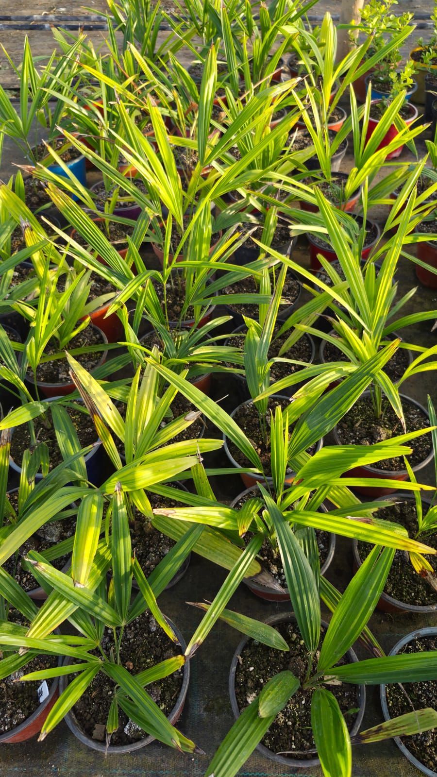File di piccole piante in vaso con foglie lunghe, verdi e sfumate di giallo, in una serra soleggiata.