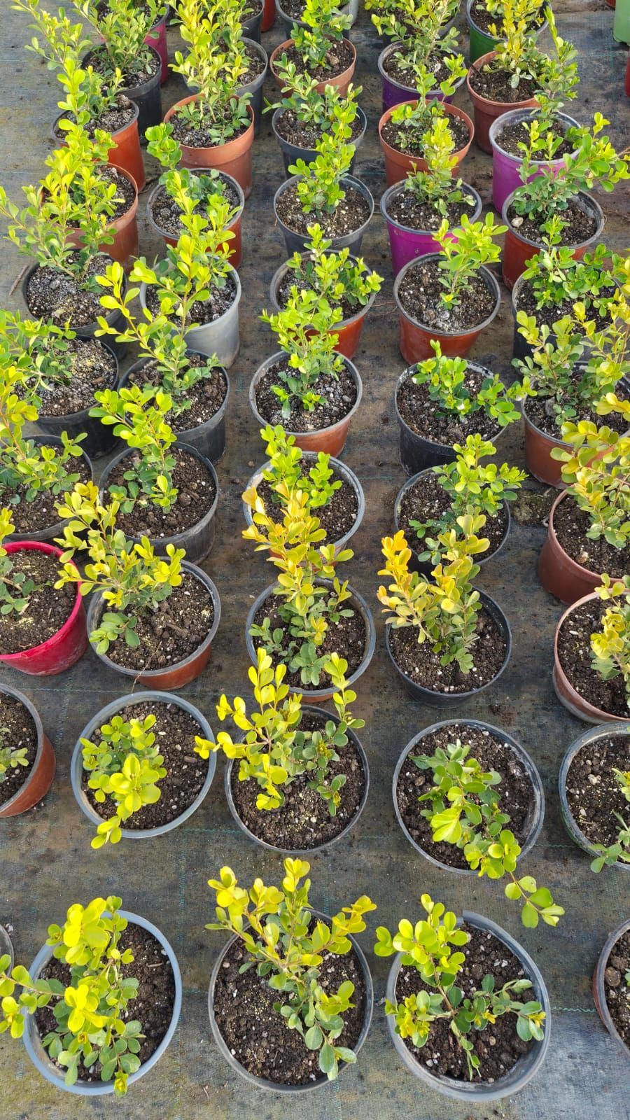 File di piante in vaso con fogliame verde e giallo.